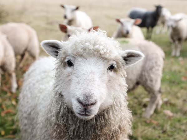 Barns for Sheep
